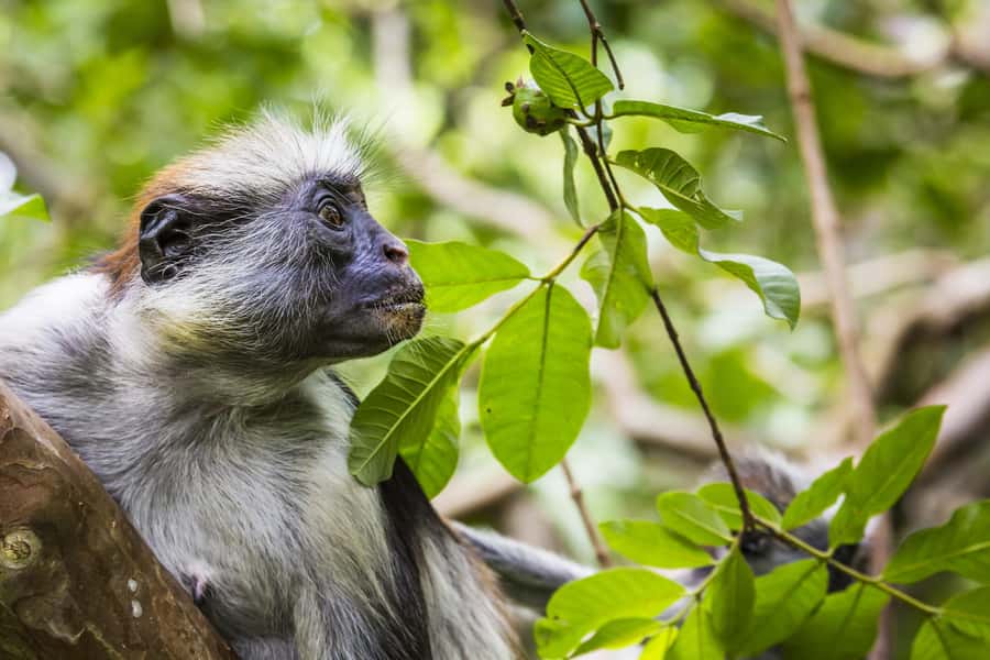 Jozani Monkey Forest & Malum Cave Swimming - Hotel Pickup and the Ride Across Unguja