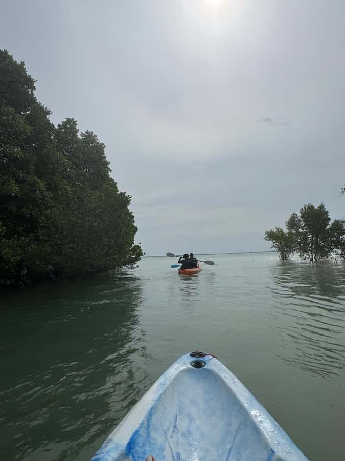 Kayak Mangrove Tour - Starting beside Dreamland Bungalows in Michamvi