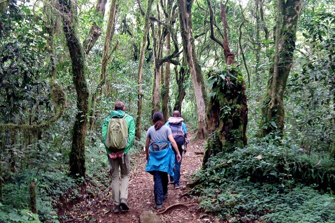 Kilimanjaro 1 Day Hike - What the $250 price includes