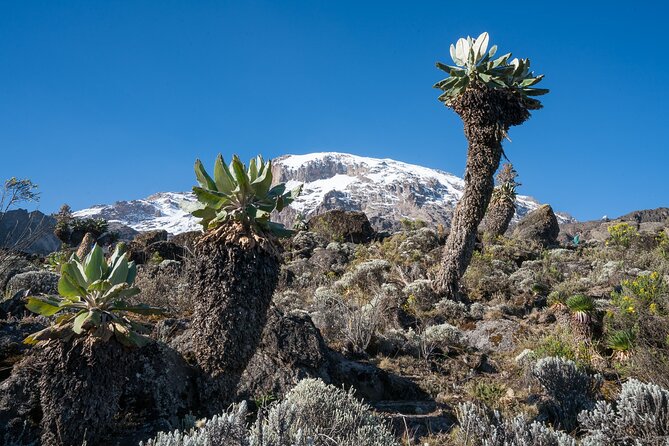 Kilimanjaro Airport Private Transfer from/to Moshi - From Kilimanjaro Airport to Moshi in about an hour