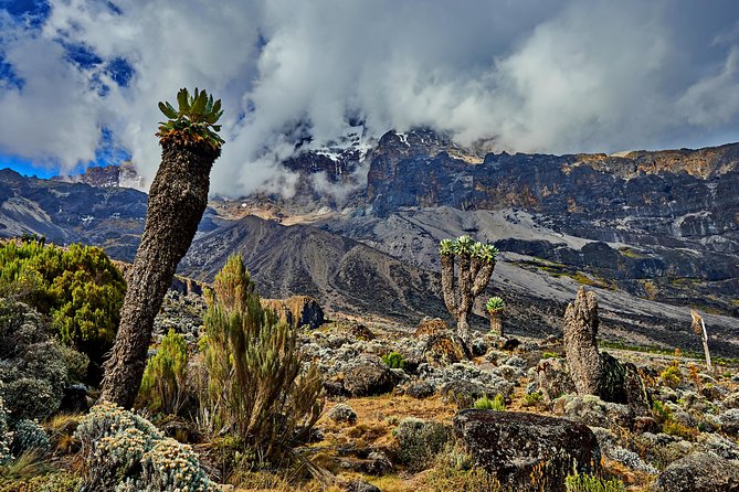 Kilimanjaro climb by Lemosho Route (7-day) - Why Lemosho is a smart seven-day choice