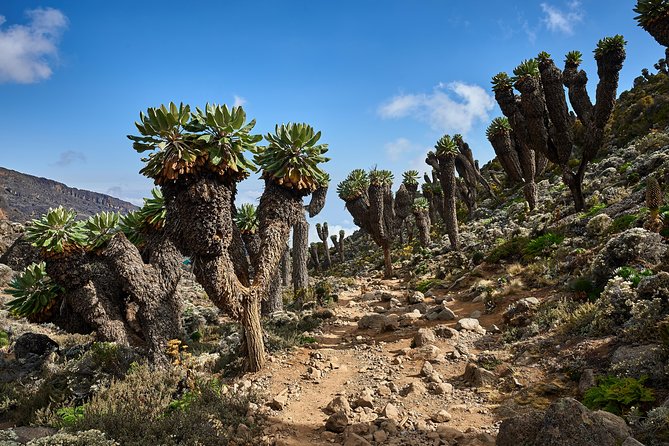Kilimanjaro climb by Lemosho Route (7-day) - Day 5: Barranco Wall to Karanga Camp
