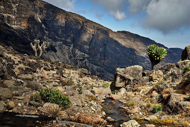Kilimanjaro climb, Lemosho Route (8-day) - Day 2: From Londorossi Gate to Mti Mkubwa Camp