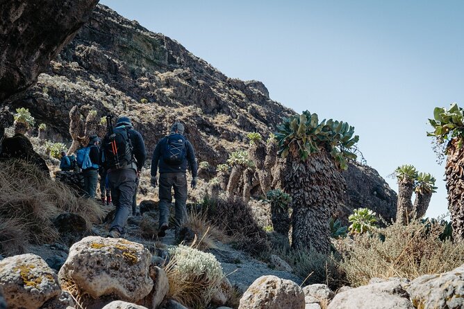 Kilimanjaro climb, Machame Route (7-day) - Day 4: Lava Tower, 4,630 meters, then Barranco Camp