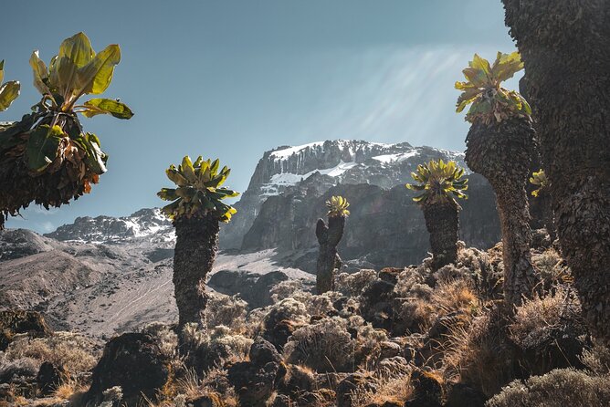 Kilimanjaro climb, Machame Route (7-day) - Arrival in Moshi and the first hotel night