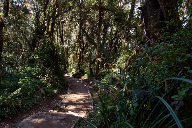 Kilimanjaro climb, Marangu route (6-day) - Day five: Horombo to Kibo Hut at 4,700 meters