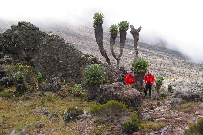 Kilimanjaro Climb & Safari - Lemosho Route - 13 Day - Days 7 and 8: Barranco Wall to Barafu High Camp