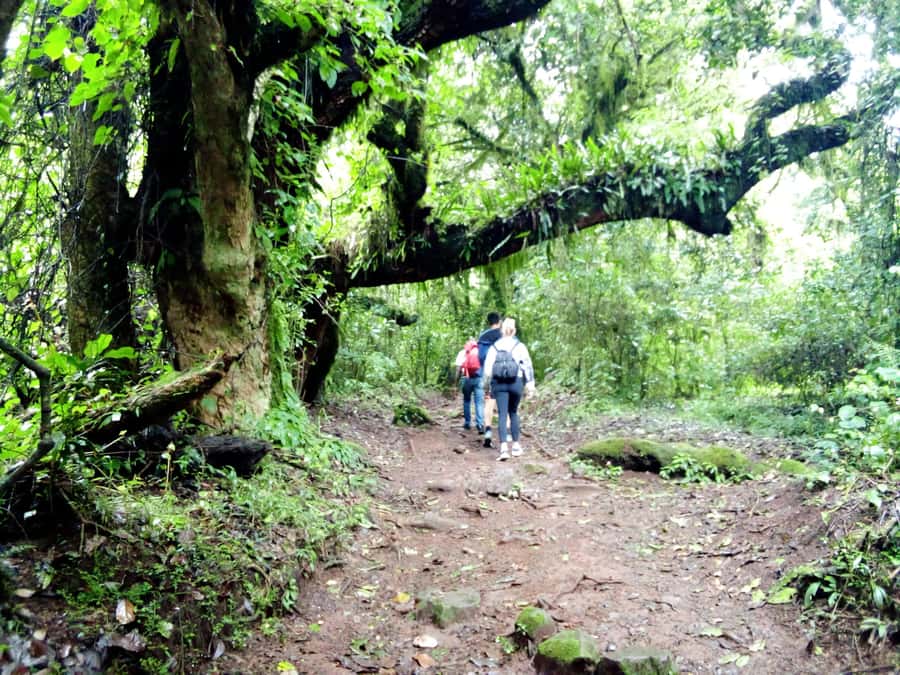 Kilimanjaro: Day trip -hike to Mandara Hut Kilimanjaro 2700m - Reaching Mandara Hut at 2,700 meters