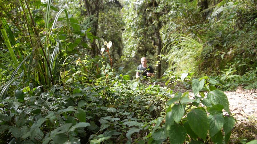 Kilimanjaro: Day trip -hike to Mandara Hut Kilimanjaro 2700m - Maundi Crater adds the best viewpoint