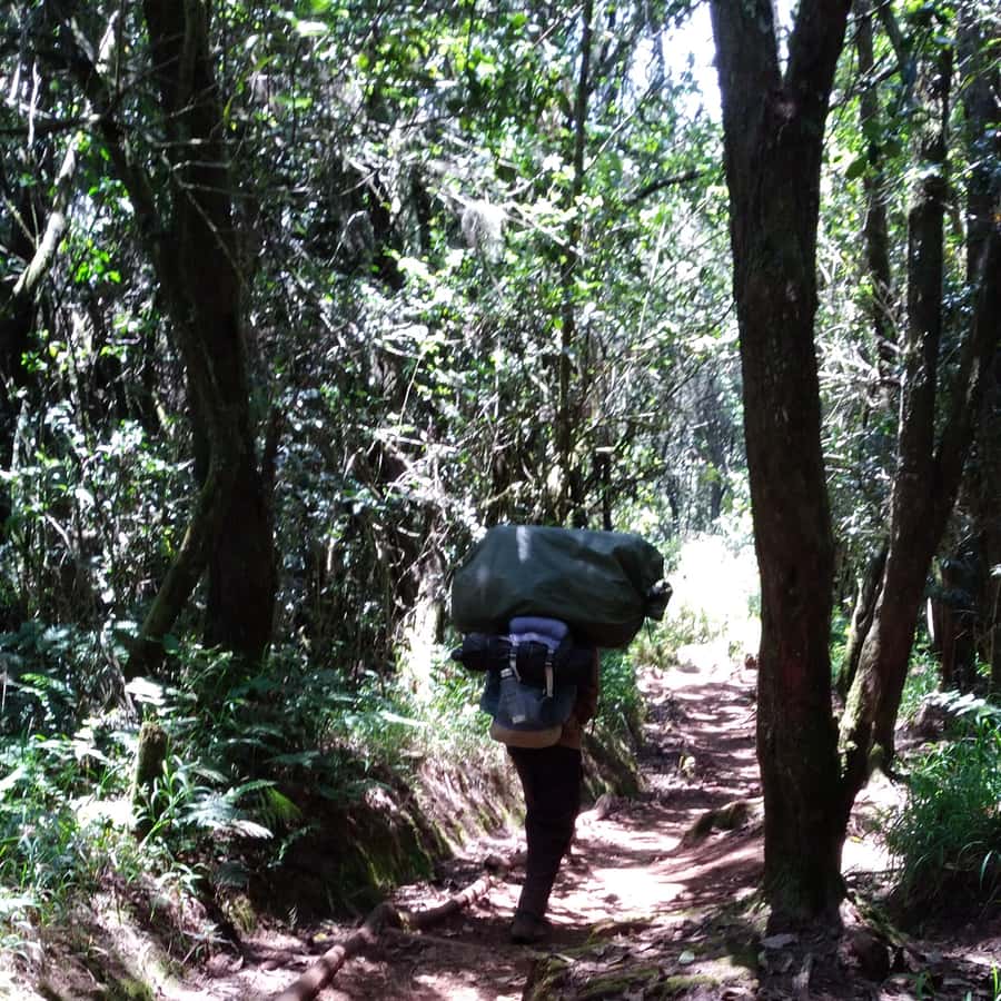 Kilimanjaro: Day trip -hike to Mandara Hut Kilimanjaro 2700m - Is $180 a fair price?