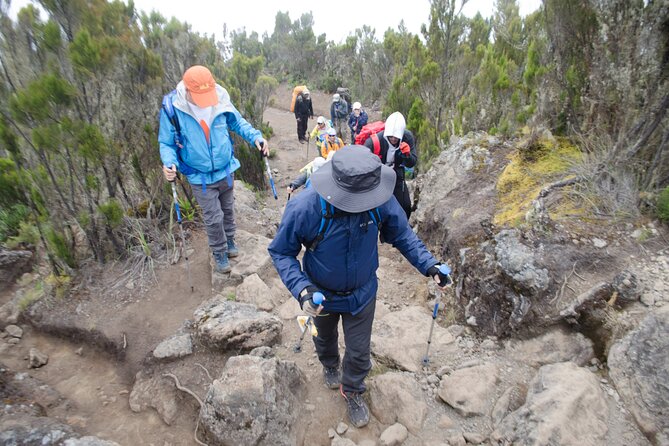 Kilimanjaro Lemosho Route 7 Days - Day 7: Mweka rainforest and the finish