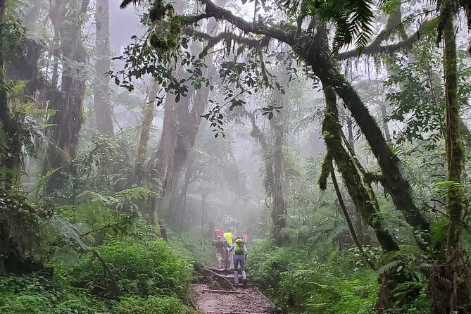 Kilimanjaro Northern Circuit Route 8 Days - Day 5: Completing the northern traverse