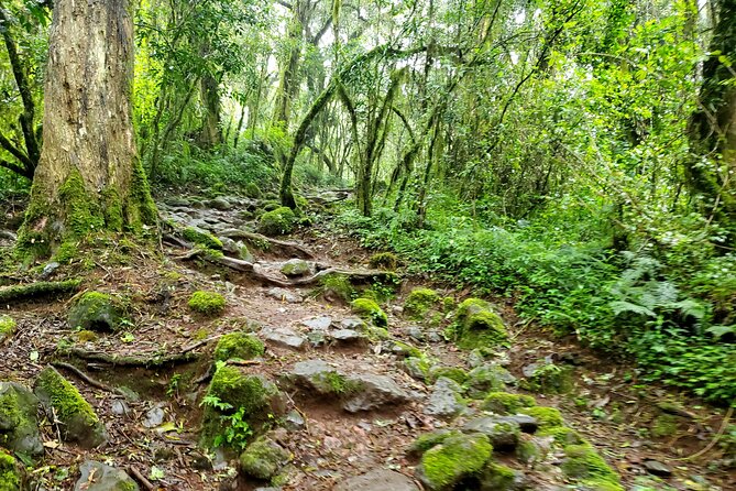 Kilimanjaro Private 2 Days Hiking Tour - What the $1,090 price includes