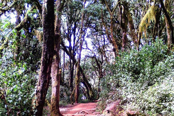 Kilimanjaro Private 2 Days Hiking Tour - What the strongest praise is really about