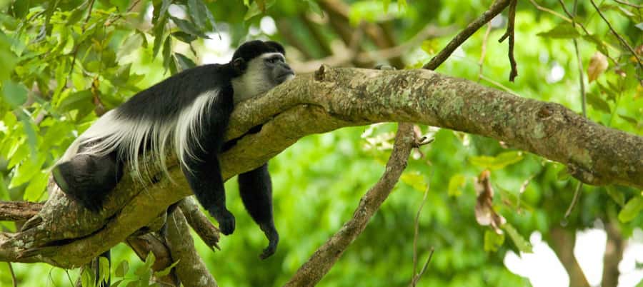 Kilimanjaro: Shira plateau to Cathedral point 3872m Day hike - What the $320 price includes
