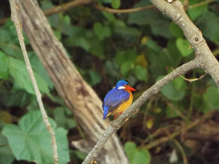 Kilimanjaro: Village Walk, Coffee Tour, Waterfall, and Lunch - Walking through Materuni village