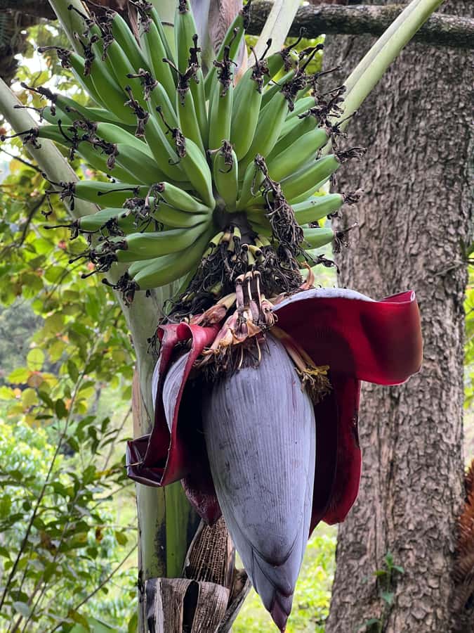 Kilimanjaro: Village Walk, Coffee Tour, Waterfall, and Lunch - A hot Chagga lunch with local produce