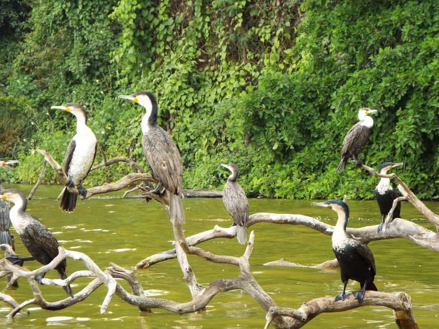 Kilimanjaro: Village Walk, Coffee Tour, Waterfall, and Lunch - Who should book this experience?