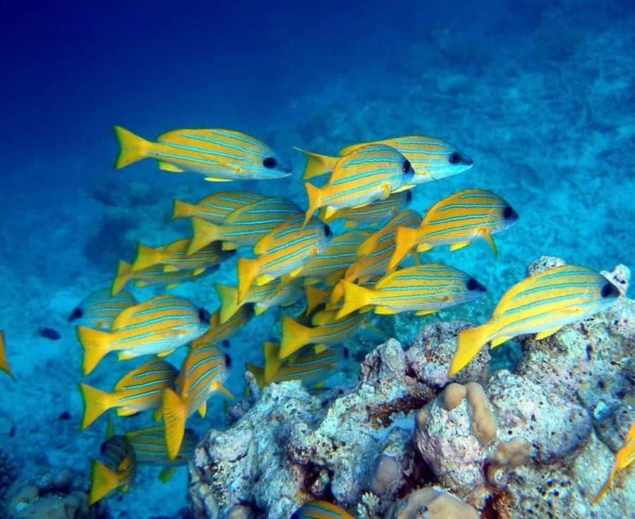 Kuza Cave, Tandem Clear Kayak, Rock Restaurant, Paje Beach - A private start from your hotel