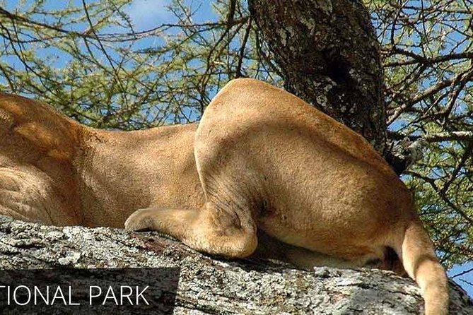 Lake Manyara National Park Full-Day Tour from Arusha - Optional Bike and Boat Add-Ons