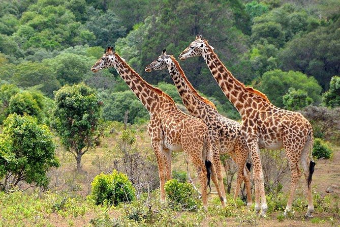 Latest Updates On The Top Best 3 day Serengeti Migration Safari - Day 3: Ngorongoro Crater’s concentrated wildlife