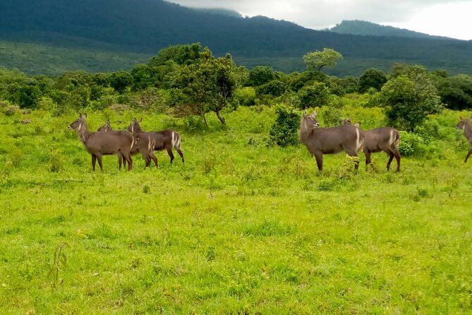 Latest Updates On The Top Best 3 day Serengeti Migration Safari - What the praise tells you about the operation