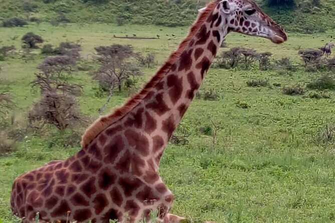 Latest Updates On The Top Best 3 day Serengeti Migration Safari - Who should book this safari?