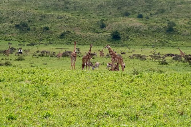 Latest Updates On The Top Best 3 day Serengeti Migration Safari - The Ndutu question: an important detail to clarify
