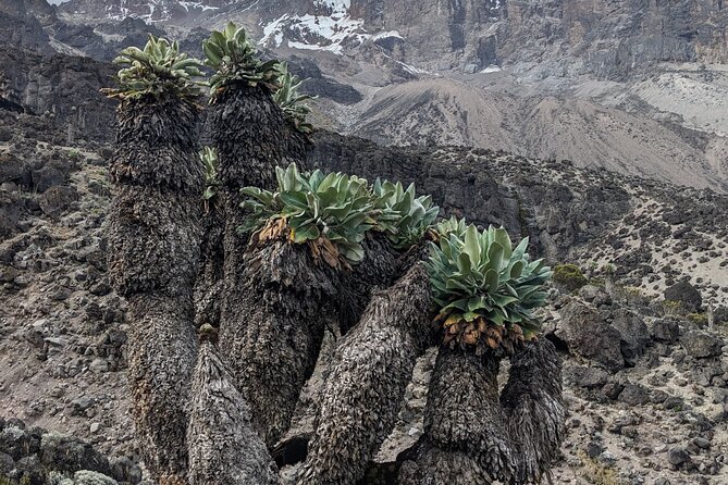 Lemosho Route 7 Days Trekking at Mount Kilimanjaro - Shira One and the first serious altitude gain
