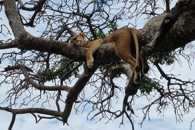 Leopard Luxury Safari in Tanzania - Tarangire: elephants beneath the baobabs