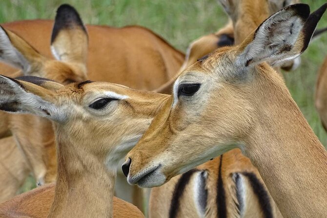 Leopard Luxury Safari in Tanzania - Lake Manyara: forest, monkeys, and the Rift Valley escarpment
