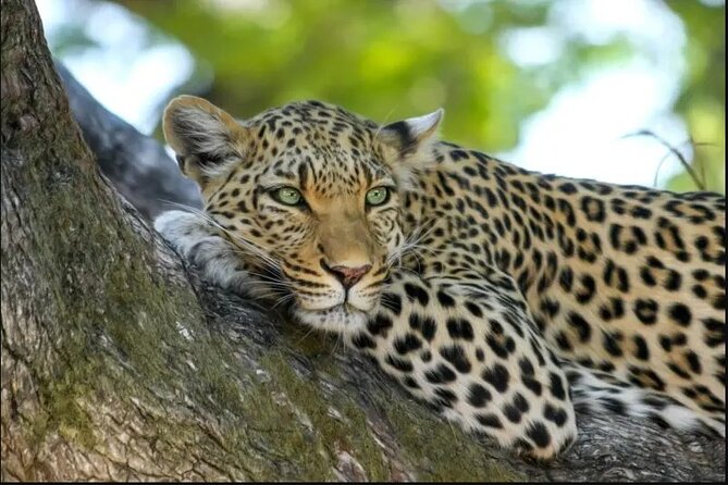 Leopard Luxury Safari in Tanzania - A quiet final morning before your flight