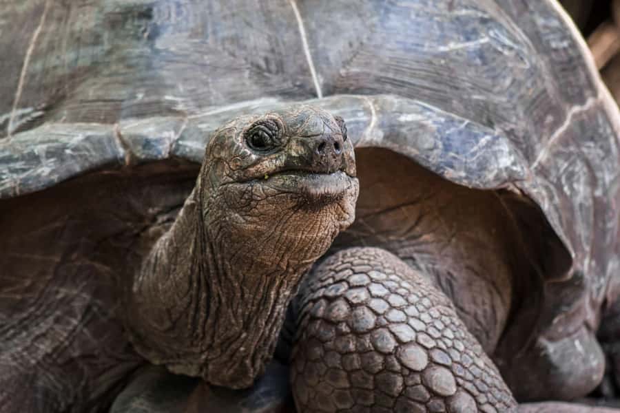 Lunch Break, Mnemba Tour, Swim with Turtles, Kendwa Beach - Key points at a glance
