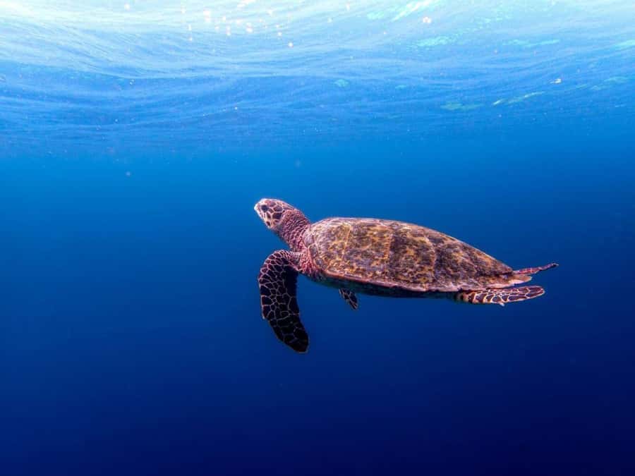 Lunch Break, Mnemba Tour, Swim with Turtles, Kendwa Beach - Mnemba Atoll by private boat