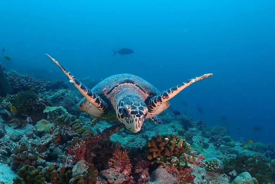 Lunch Break, Mnemba Tour, Swim with Turtles, Kendwa Beach - Nungwi Beach and the sea turtles