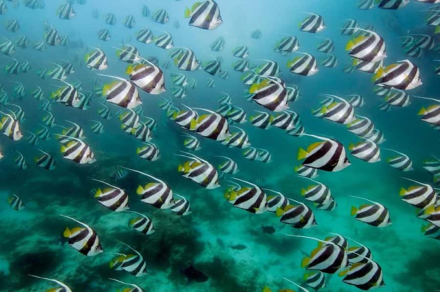 Lunch Break, Mnemba Tour, Swim with Turtles, Kendwa Beach - Who should book this day?