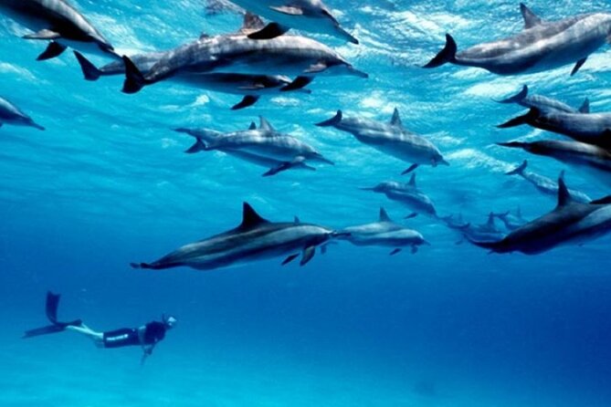 Luxury Tour to DOLPHINS, KUZA CAVE and THE ROCK RESTAURANT - What the $165 price really covers