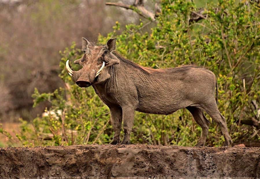 Maasai, Mikumi NP & Chizua Falls 3 Days From Dar es salaam - Five details that shape the experience