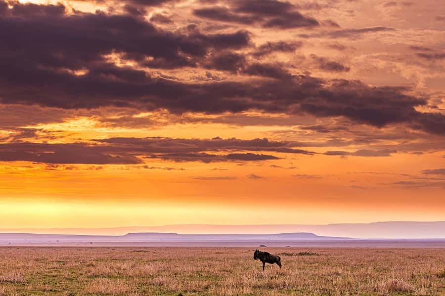Maasai, Mikumi NP & Chizua Falls 3 Days From Dar es salaam - Why this short Tanzania trip works