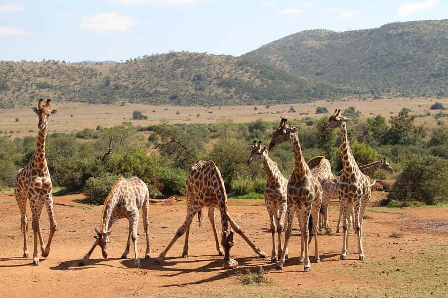 Maasai, Mikumi NP & Chizua Falls 3 Days From Dar es salaam - What you may see in Mikumi National Park