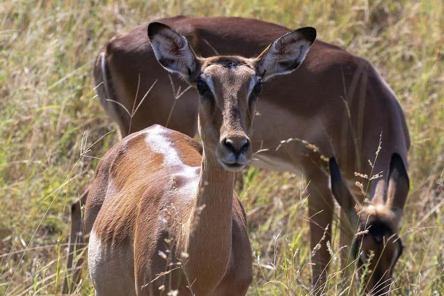 Maasai, Mikumi NP & Chizua Falls 3 Days From Dar es salaam - Is $475 per person good value?