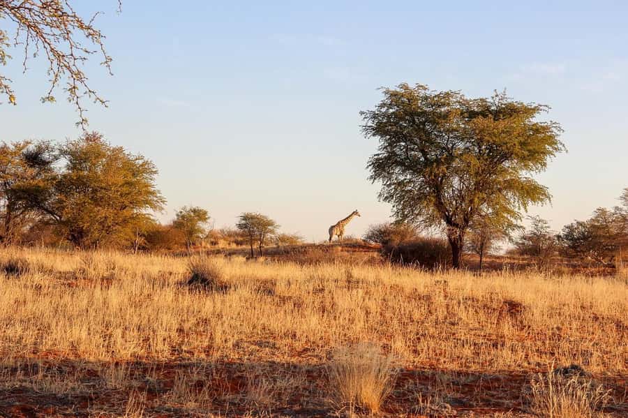 Maasai, Mikumi NP & Chizua Falls 3 Days From Dar es salaam - Guides, language, and group style