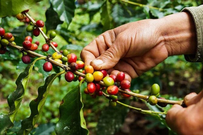Maasai village visit, Materuni waterfalls & coffee experience - Is $154 good value?
