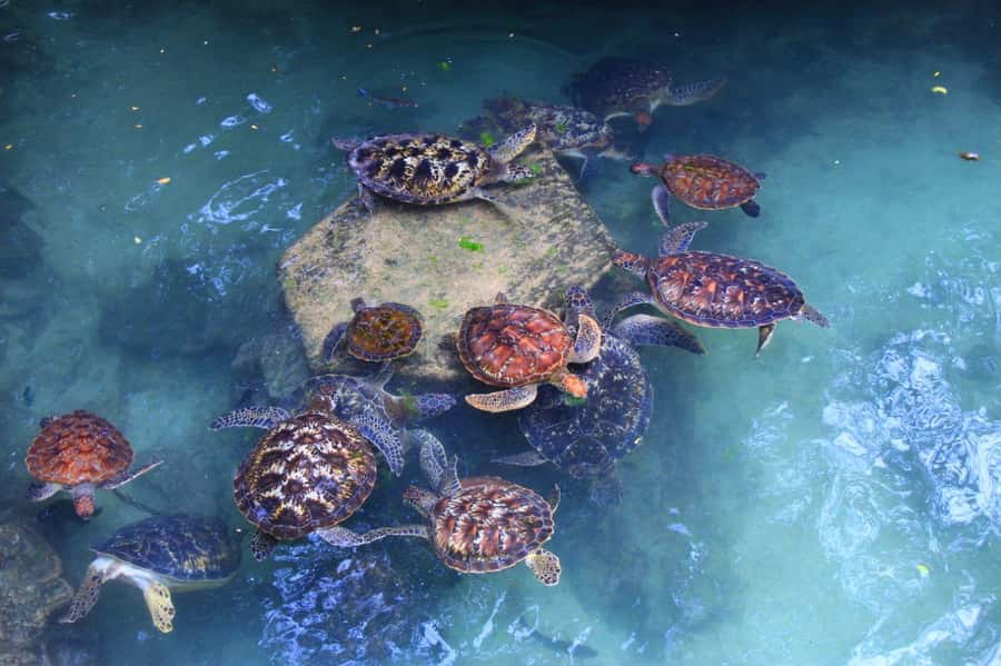 Massai village & Baraka turtules aquarium - Why this half-day outing works