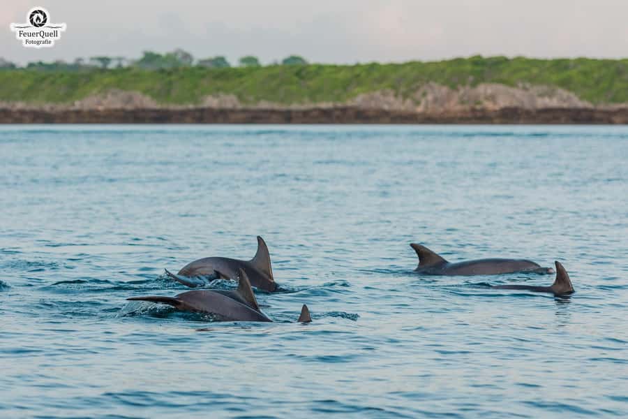 Matemwe: Mnemba Island Dolphin & Snorkeling Boat Trip - Key points before you book