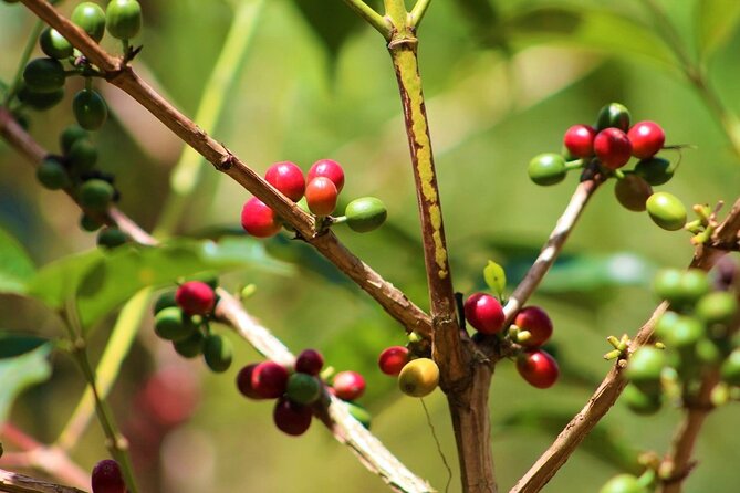Materuni Thundering Waterfalls,Coffee Experience with Moshi Town Tour - Reaching the thundering Materuni Waterfalls
