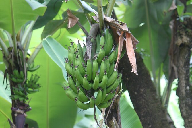 Materuni Village Tour | Materuni waterfalls | materuni coffee tour - The walk to Materuni Waterfalls