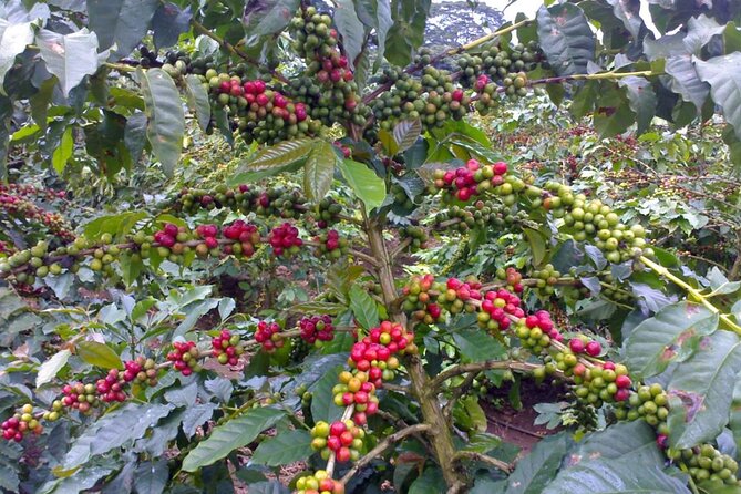 Materuni Waterfall Hike & Coffee Tour - Learning coffee from the Chaga community