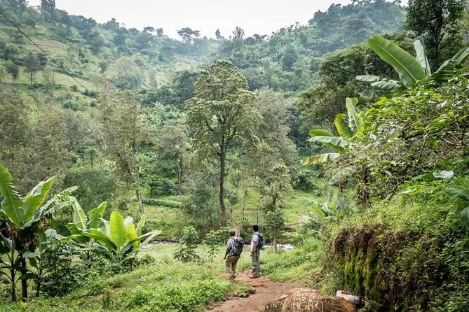 Materuni Waterfall Hike & Coffee Tour - The rainforest walk to Materuni Falls