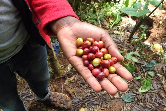 Materuni waterfalls and coffee Tour - Five things to know before you book